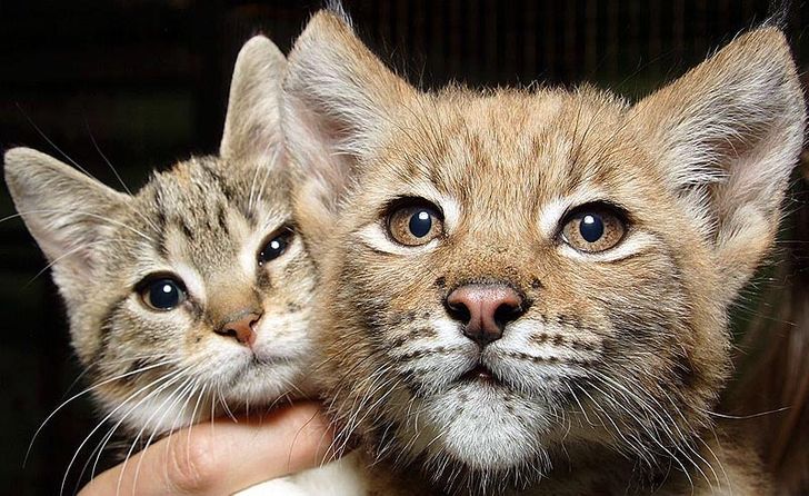 6feaf05ff5a2007c45adb41014