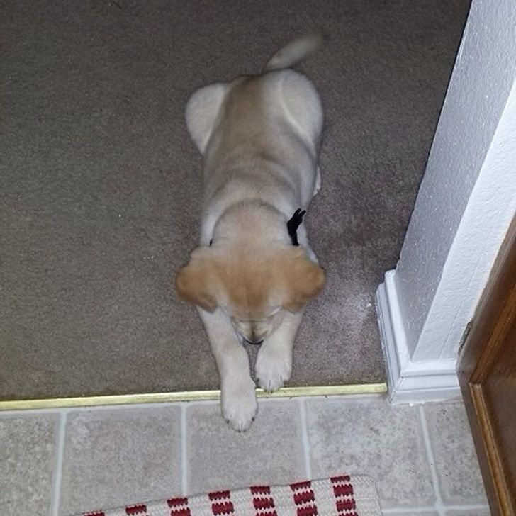 70a7d85c3db6cd0c2f18645223