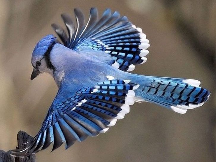 7159e655b4be0bbb9ae6b24699