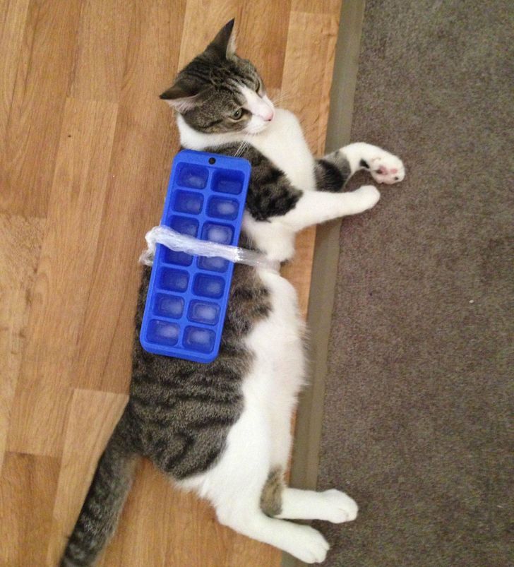 717fc65c8e93429e4b9ea34625