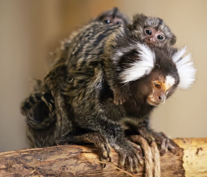 71e381518f97417b4561c3c9ee