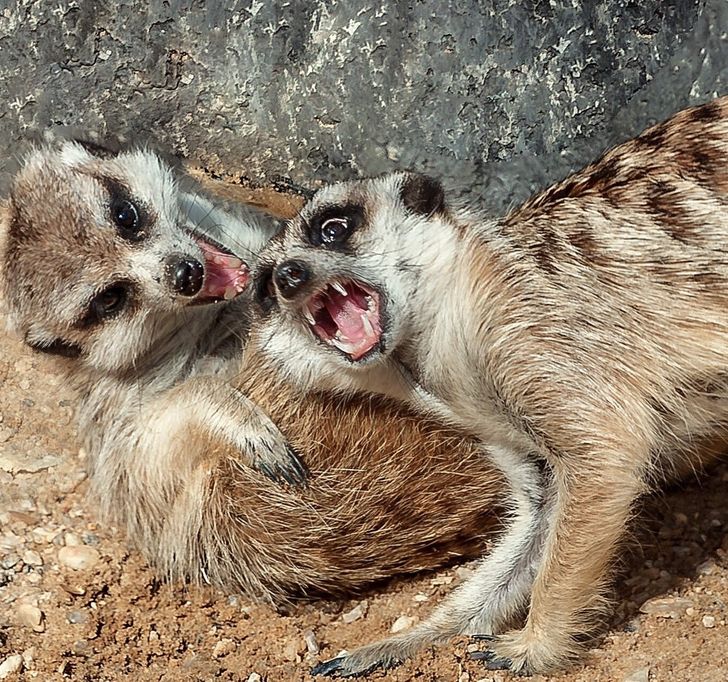 723e3a5c879310d75c148a605b