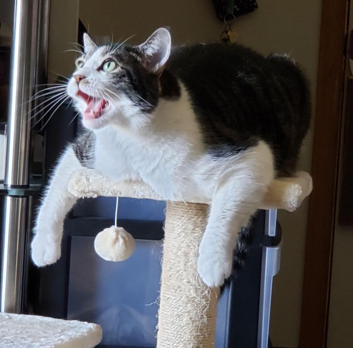 72921e54f48183d57760fed1b8