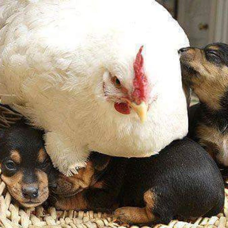 72b33d51d1b5a83915236d75f6