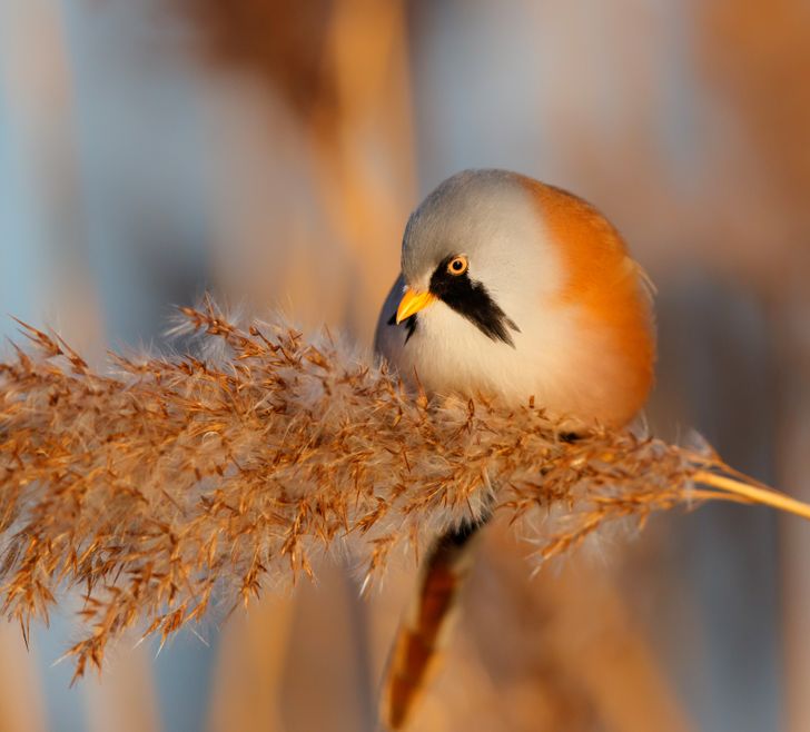 72d64655129d475ff9b35796f6