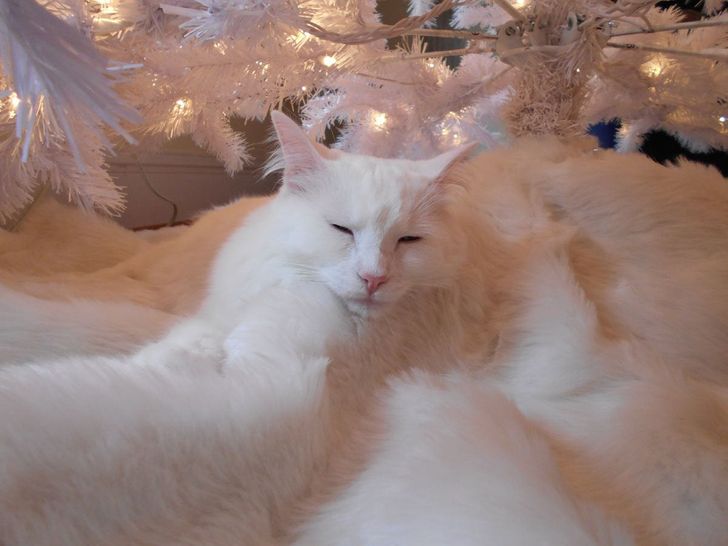 7358db589880f7fbcba4250c65