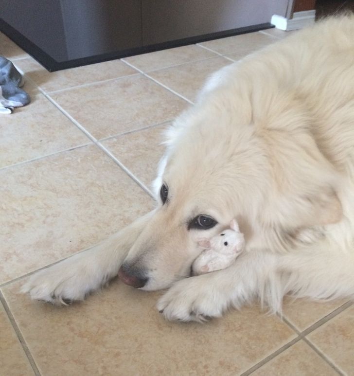 737e0a545687717ddc652831e5