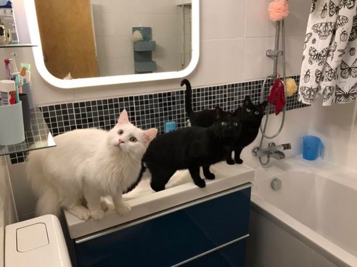 73f5f65ae088329b39a2205155