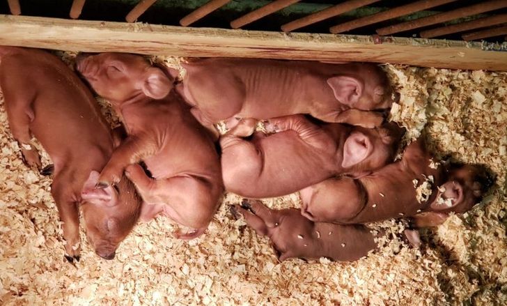 7431c55470a476df64fd390e0f