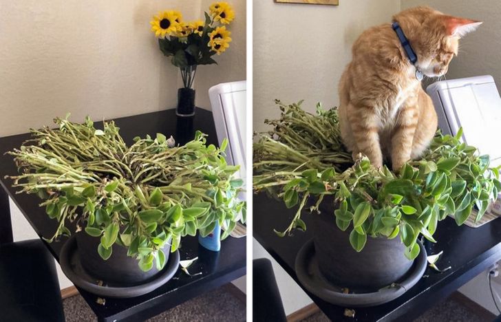 746e8a56b3b509bb354e42cd54