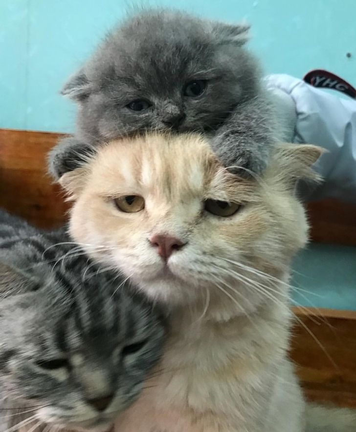 747bd2522b81be60be7def7436