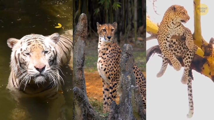 74a8315670a75e6f7060b01a6a