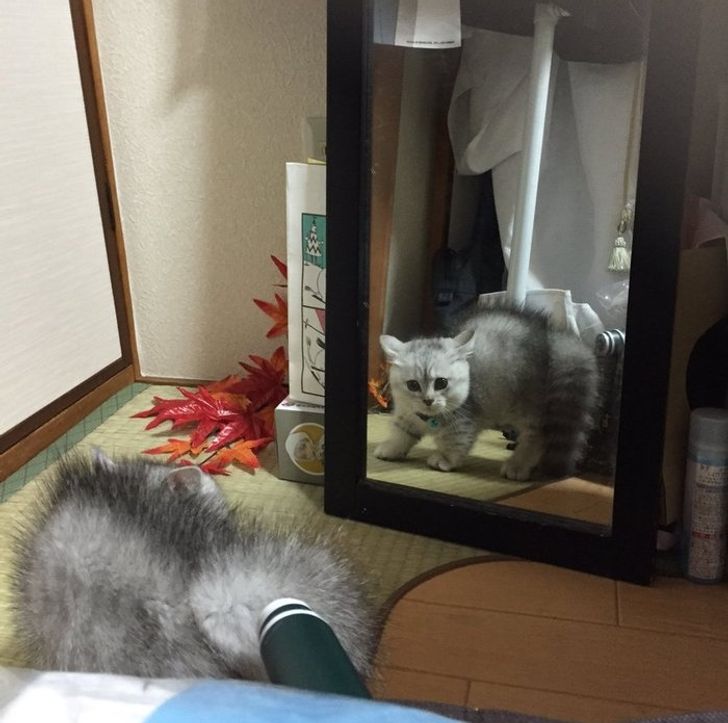 75aa0256cc904d77e036a16ffe