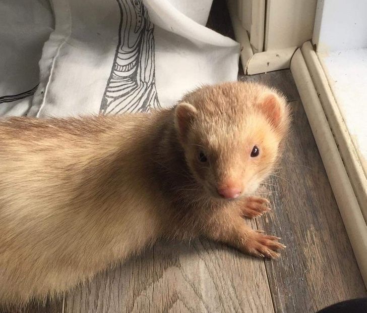 774fae5931ad8b163c16b4efa7