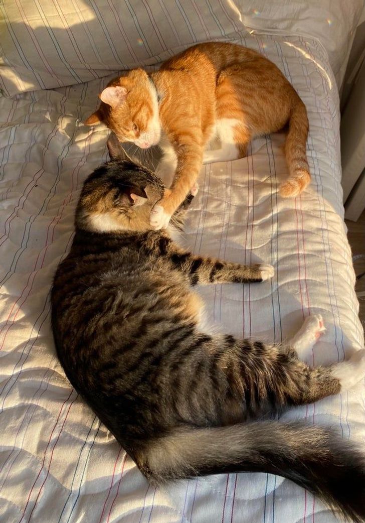 77a03c5aaca4ef1a1dbf85737f