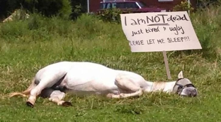 782a4157029a7a3cc1c1716b13