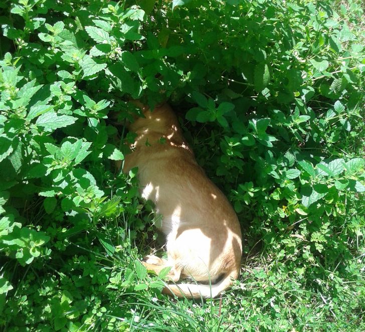 784ab7539aae04b5f5ca3d35da