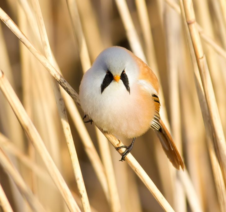 799b4e5ae2a3fe345d25296422