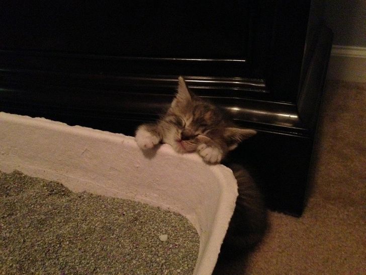 7ac5f95323a7e417b7e7360916