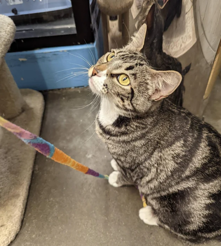 7c26f25db29813ae698cef9d4a