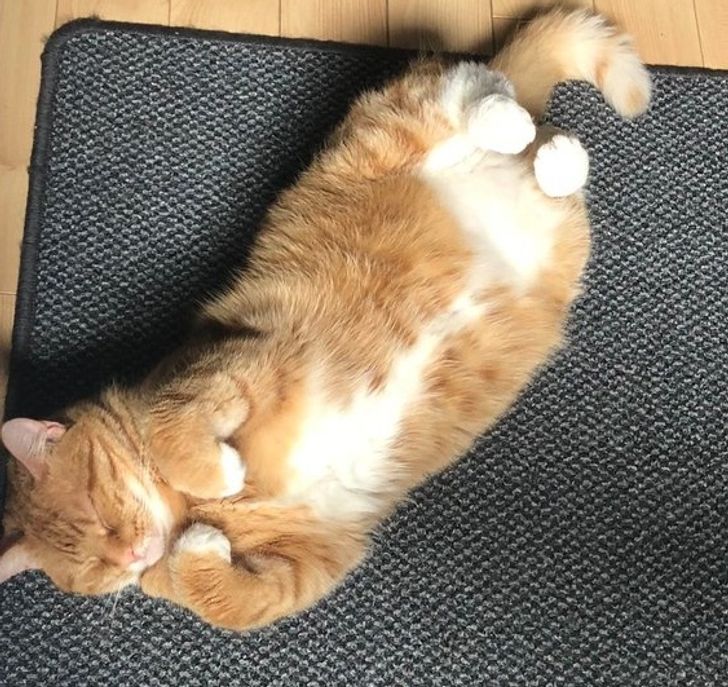 7ce45a5802961ca53646bc71db