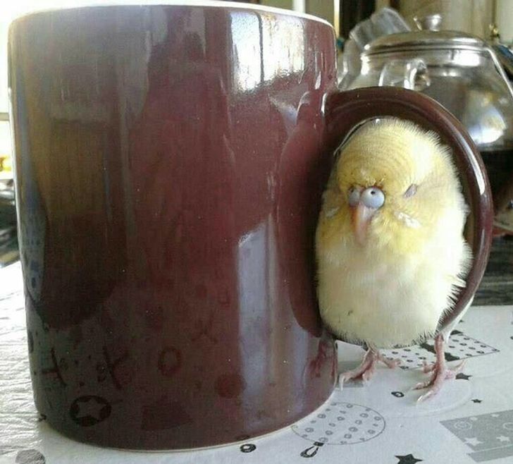 7e31975ababc8dbb8e71e569b7