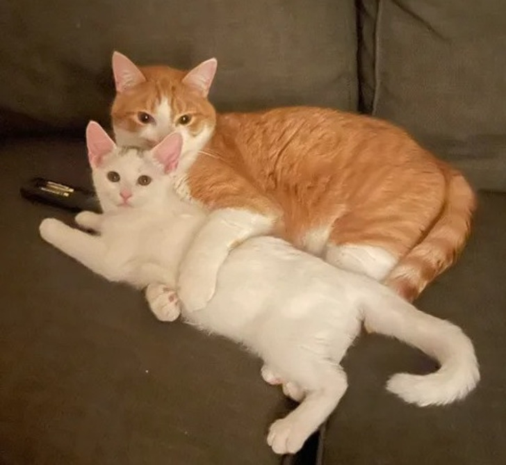 7e5e8e55e29f59d78b5a780cd2