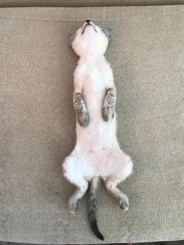 7ef74a52c8a110991855688265