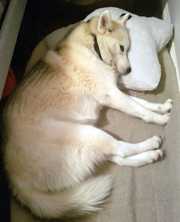 80e8f0513e82f2a41595e6968d