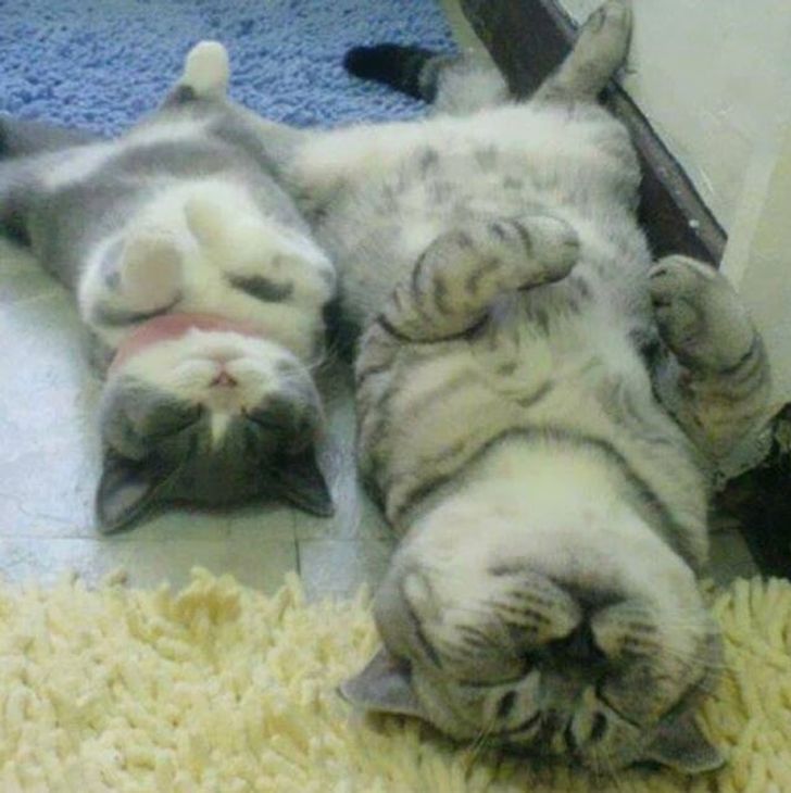 8155ff55e7b4b16e8c4fa4c437