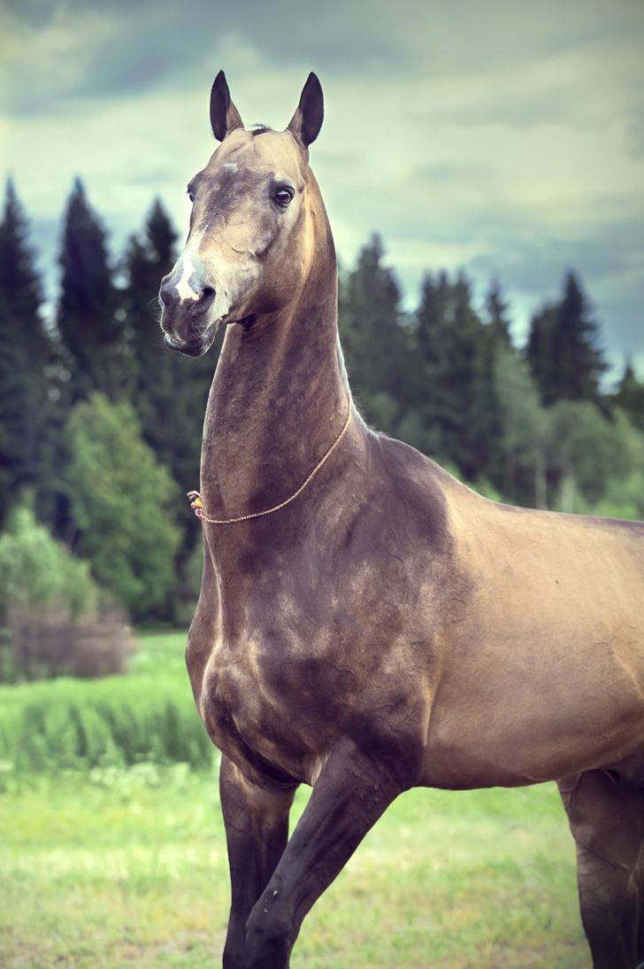 81758156279841d73275ed0404