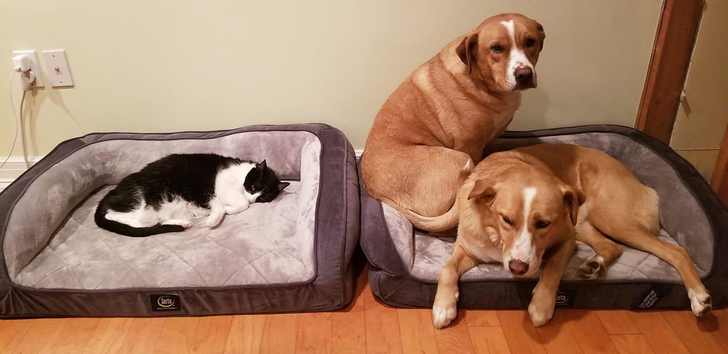 818d52553d8c60ccc03dc9546f