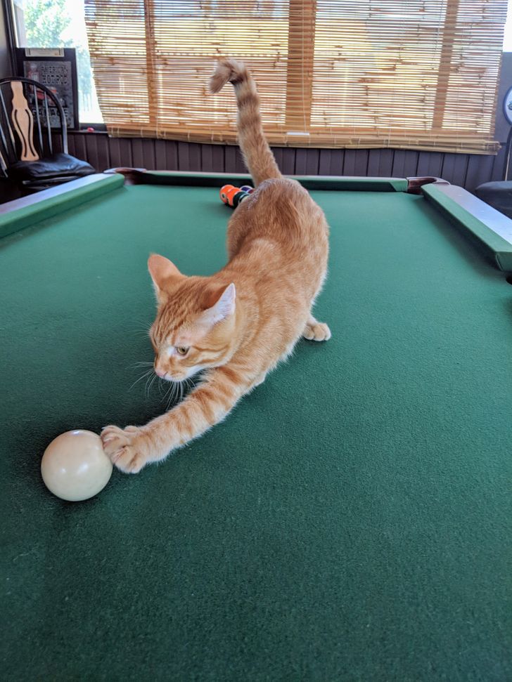 81998f5160832294791561b077