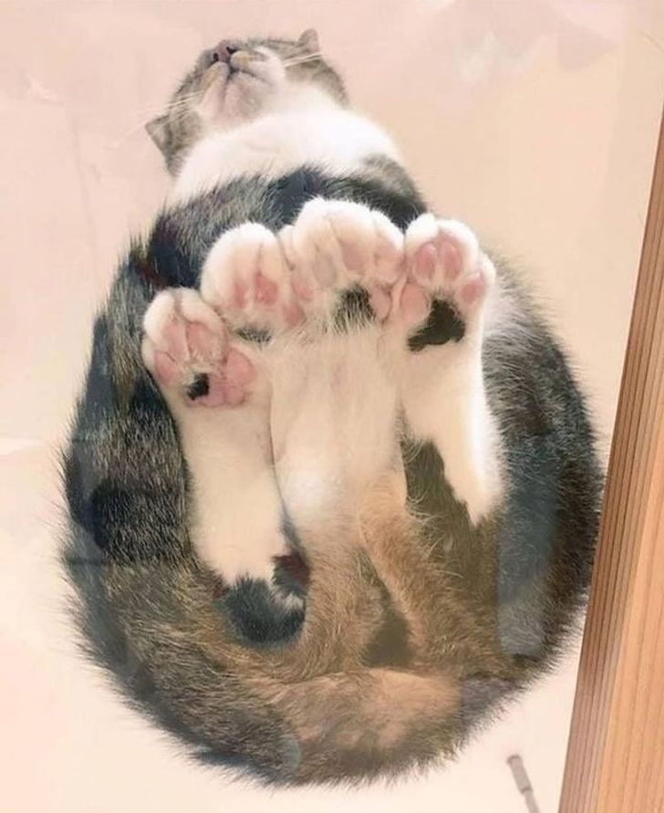 81a63f5a3b9b2f0ae834a61133