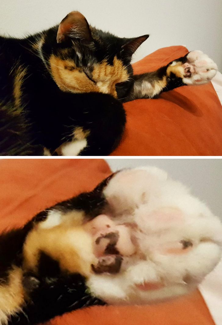 81b7975bbdafa28437b33dd729