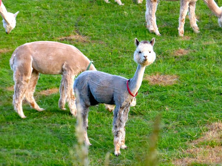 81ea335e3a8ba995ae12ec6037