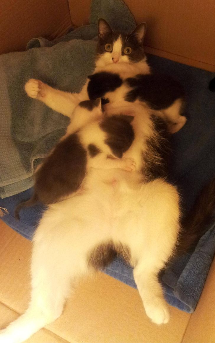 8281dd51e38afc53b00f110515