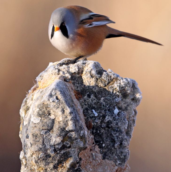 82a28152a1abd61121970de845