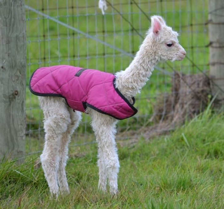 82d42c5cd29aa8bda2f35b6dfd