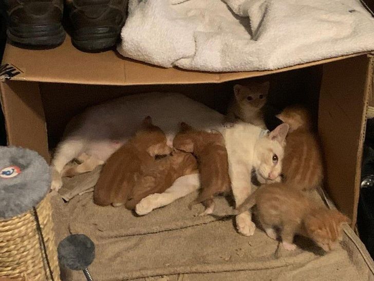 831737517abededf9bed21fc2b