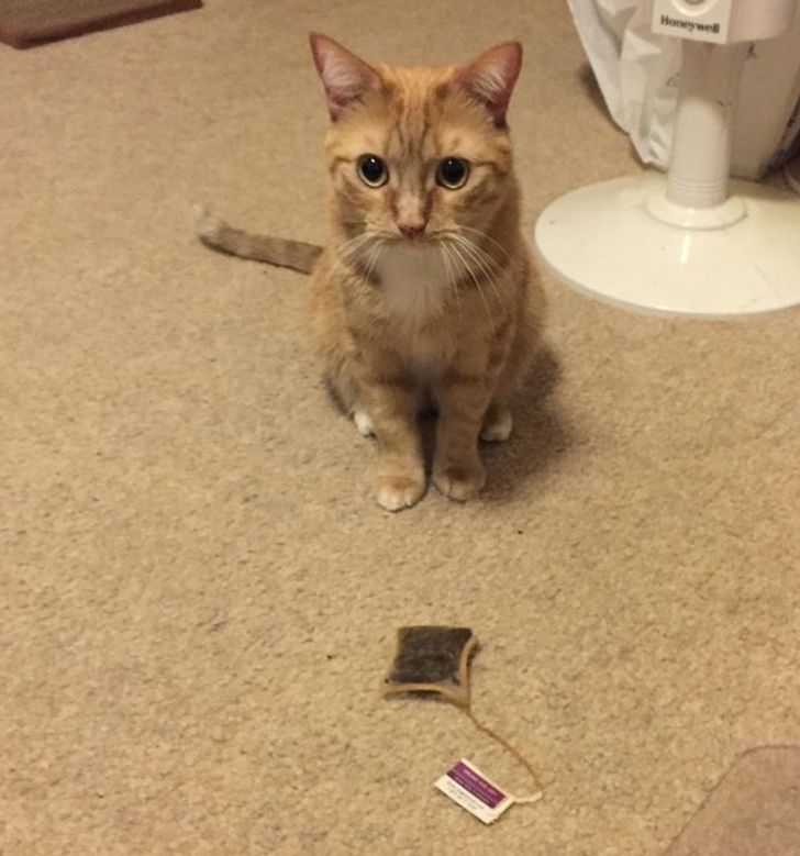 835cbd56a6a7106c0d1718fb81