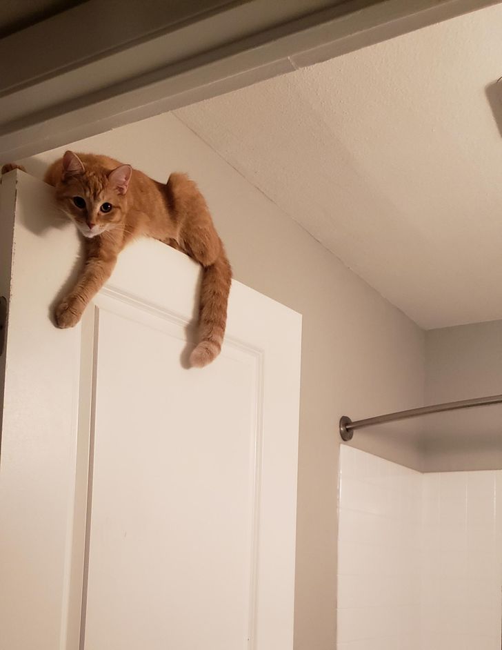 83db7e53359c166b44e55aef58