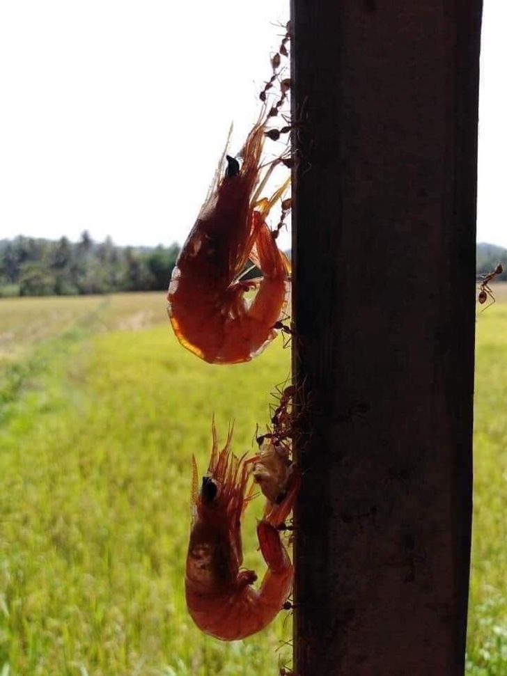 843bac54f3b632a6774d4895ec