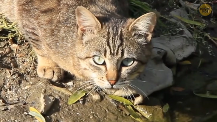 84b8e653a0a9c05be903c72f64