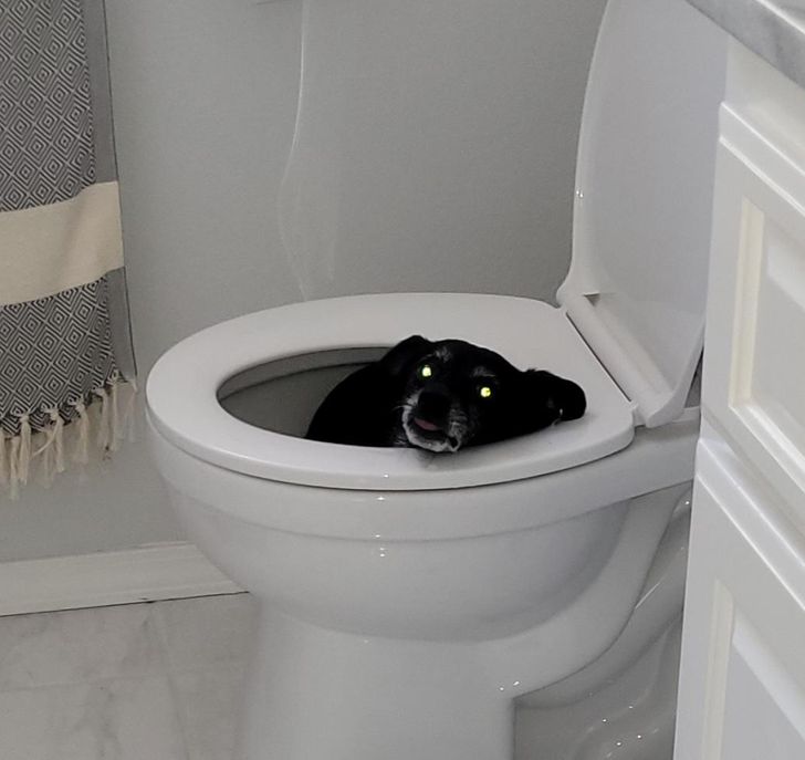 8558ad55ebbb52085b955b4522