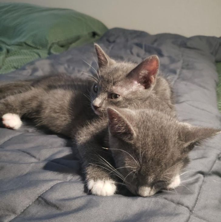 85a31854b999a24f09a2666b5e