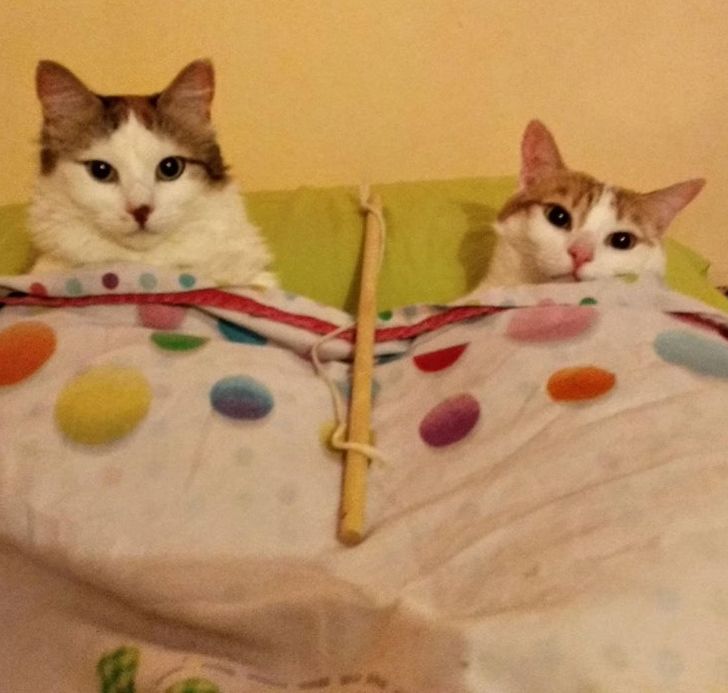 86776959a2be936bd0369b3ee9