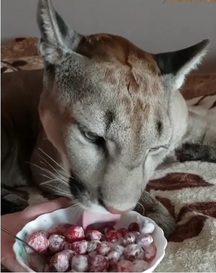 86cf4e5d1c8689003f95d3e222