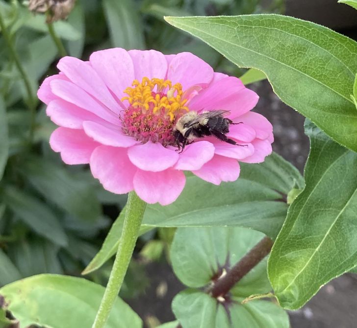 86fae35db393be0ed78a408684