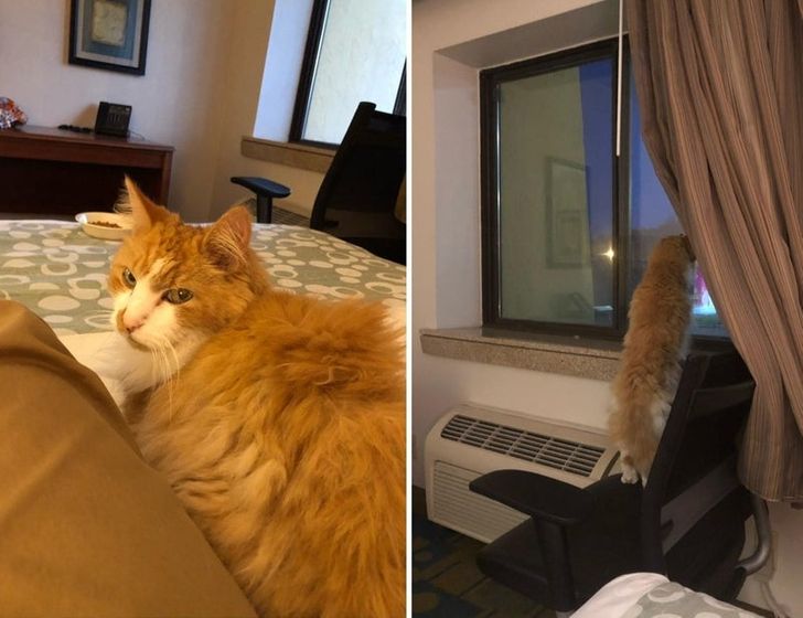 872dcc55788ce2ed44ab644264